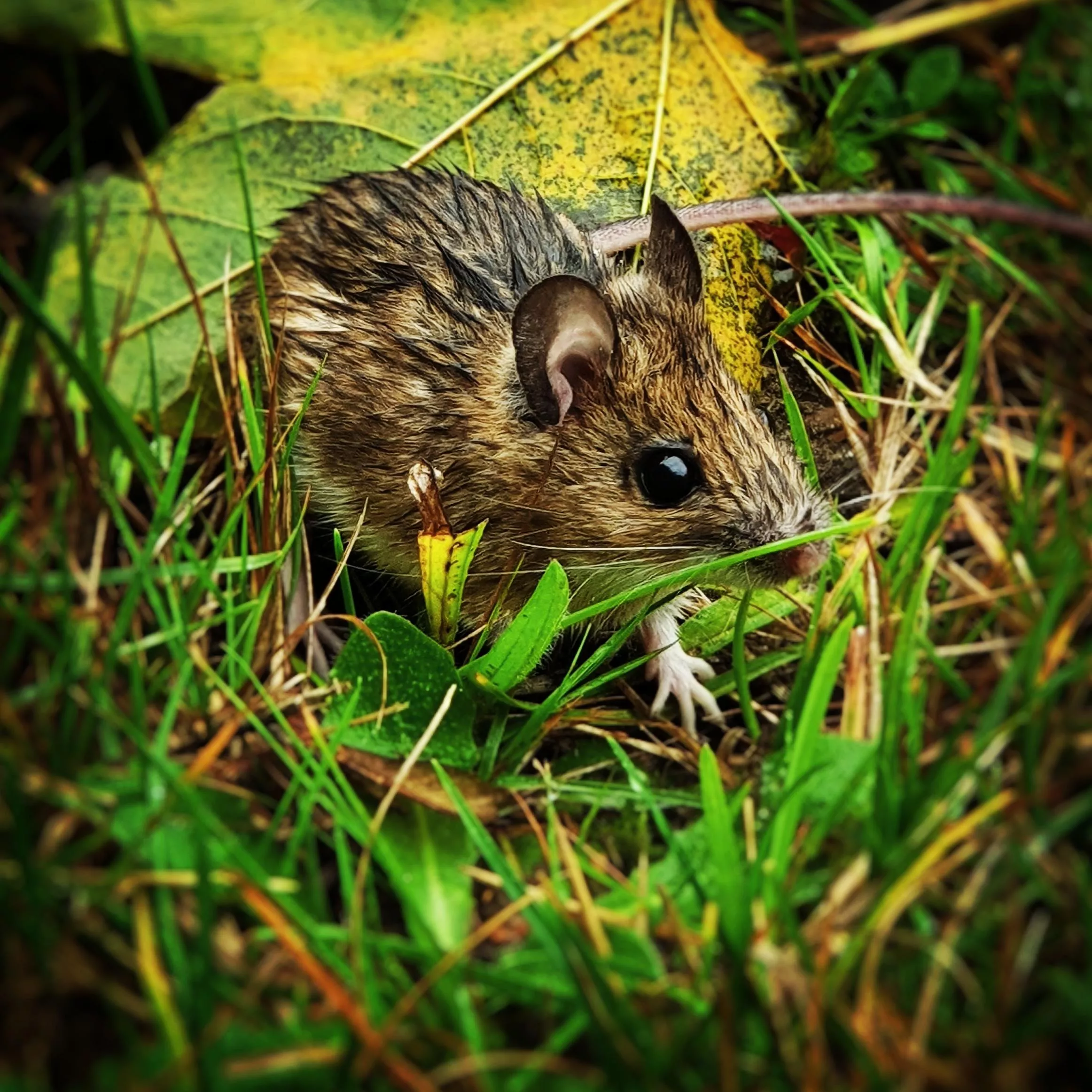 IMG_20190925_212718_814